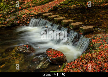 Die bekannten Trittsteine über den Fluss im Shimna Tollymore Forest Park, County Down, Irland, im Herbst. Stockfoto