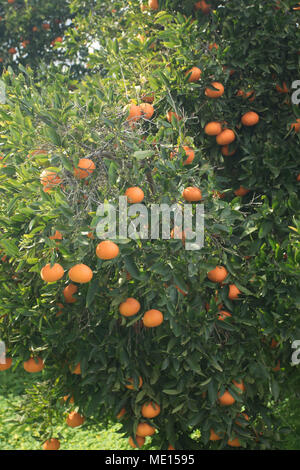 Überwucherte orange Obstgarten in der Nähe von Polis im Landkreis Paphos Zypern, Insel im Mittelmeer, Zypern Stockfoto