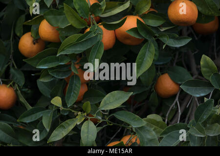 Überwucherte orange Obstgarten in der Nähe von Polis im Landkreis Paphos Zypern, Insel im Mittelmeer, Zypern Stockfoto