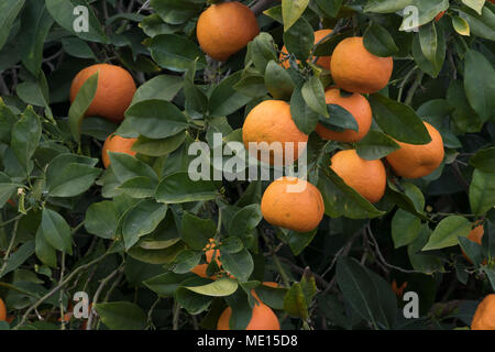 Überwucherte orange Obstgarten in der Nähe von Polis im Landkreis Paphos Zypern, Insel im Mittelmeer, Zypern Stockfoto