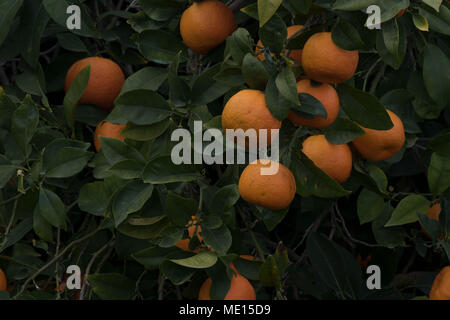 Überwucherte orange Obstgarten in der Nähe von Polis im Landkreis Paphos Zypern, Insel im Mittelmeer, Zypern Stockfoto