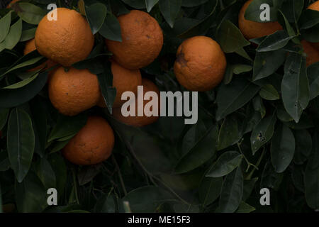 Überwucherte orange Obstgarten in der Nähe von Polis im Landkreis Paphos Zypern, Insel im Mittelmeer, Zypern Stockfoto