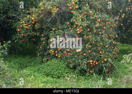 Überwucherte orange Obstgarten in der Nähe von Polis im Landkreis Paphos Zypern, Insel im Mittelmeer, Zypern Stockfoto