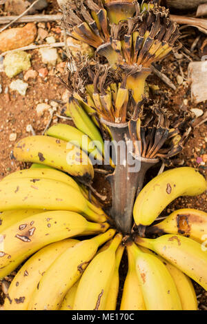 Hand des gelben Bananen und Kombischalter links nach der Ernte auf einer Banane Bauernhof in Paphos, auf der Mittelmeerinsel Zypern, Europa Stockfoto