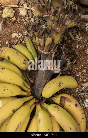 Hand des gelben Bananen und Kombischalter links nach der Ernte auf einer Banane Bauernhof in Paphos, auf der Mittelmeerinsel Zypern, Europa Stockfoto