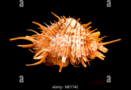 Orange stacheligen Oyster shell in den warmen Gewässern der See von Cortez gefunden. Stockfoto