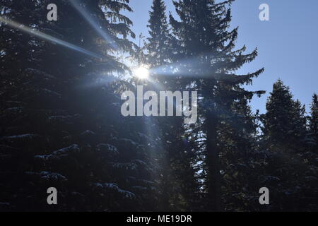 Sonnenlicht und ein paar gefrorene Äste Stockfoto