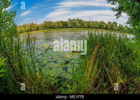 Russland-Ake mit Seerosen-Teich Naturlandschaft auf der backgr Stockfoto