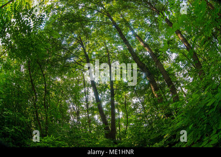 dichten grünen Wald Sommerfoto Natur Landschaft-Russisch Stockfoto