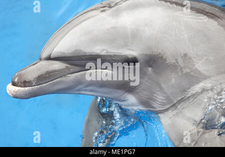 Delphin aus dem Wasser und schwimmen im Meer, Cabo San Lucas, Mexiko. Stockfoto