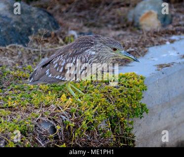 Kinder Schwarz gekrönt Heron Stockfoto