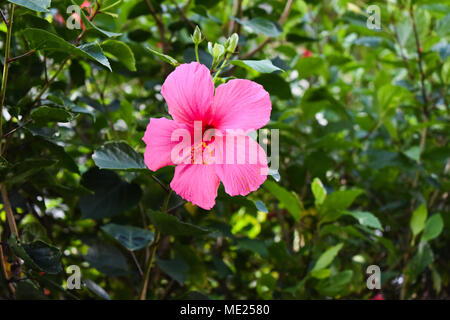 Nahaufnahme von einem einzigen rosa Hawaiian Hibiscus. Stockfoto