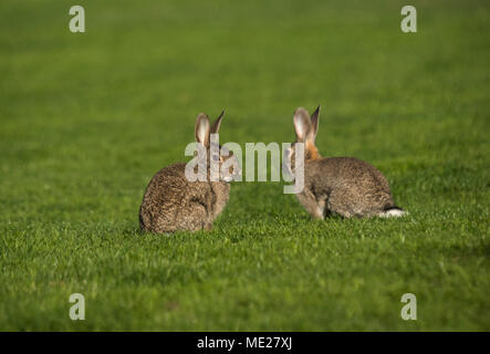 Paar Kaninchen Essen im Grünen. Bild in Madrid, Spanien. Stockfoto