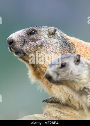 Murmeltier (Marmota) sitzen auf den Felsen, Kätzchen, Porträt, Großglockner, Kärnten, Österreich Stockfoto