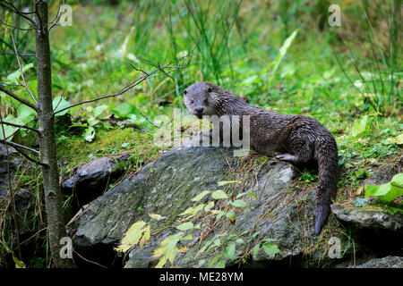 Fischotter (Lutra lutra), Erwachsener, sitzen auf Rock, Nationalpark Bayerischer Wald, Deutschland Stockfoto