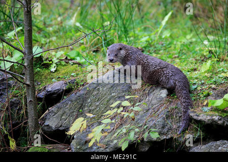 Fischotter (Lutra lutra), Erwachsener, sitzen auf Rock, Nationalpark Bayerischer Wald, Deutschland Stockfoto