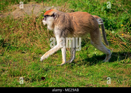 Gemeinsame Husarenaffe (Erythrocebus patas Patas), Erwachsener, laufen, Captive Stockfoto