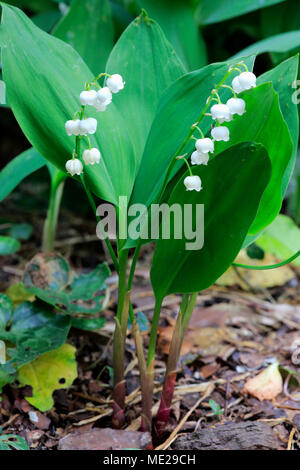 Maiglöckchen (Convallaria majalis), Blüte, Blüte, giftige Pflanze, Deutschland Stockfoto