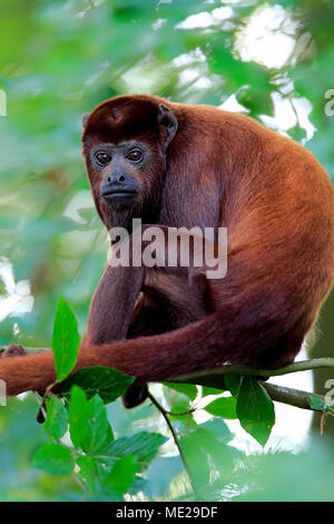 Venezolanischen roten Brüllaffen (Alouatta seniculus), Erwachsener, sitzt im Baum, Captive Stockfoto