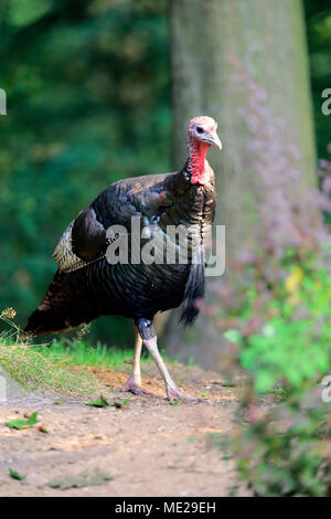 Wilder Truthahn (Meleagris gallopavo), Erwachsener, Mann, Captive, Deutschland Stockfoto