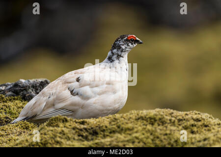 Rock Alpenschneehuhn (Lagopus muta), Männchen auf dem Moosigen Boden, Hellisheiði Plateau, Island Stockfoto