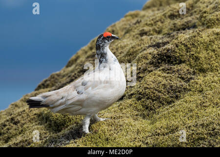 Rock Alpenschneehuhn (Lagopus muta), male läuft auf moosigen Boden, hochebene Hellisheiði, Island Stockfoto