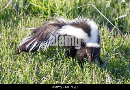 Striped Skunk (Mephitis mephitis) Suchen in Alarmbereitschaft. Stockfoto