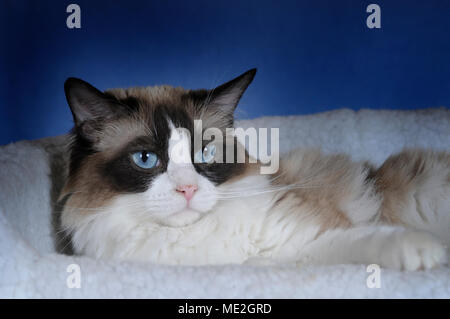 Ragdoll, seal-bicolour, Katze Stockfoto