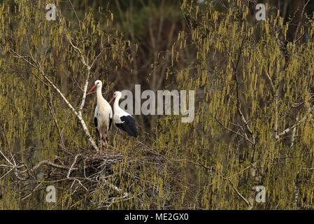 Weißstörche (Ciconia ciconia), ein paar stehen auf Horst, Kanton Aargau, Schweiz Stockfoto