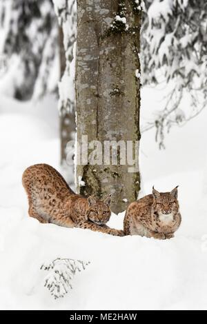 Eurasischen Luchs (Lynx lynx), Kätzchen saß im Schnee, Captive, Deutschland Stockfoto