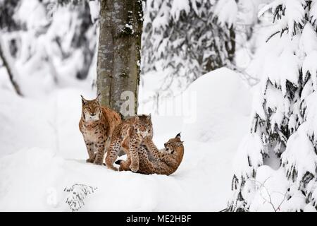 Eurasischen Luchs (Lynx lynx), Mutter mit Kätzchen, die im Schnee spielen, Captive, Deutschland Stockfoto