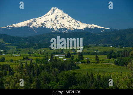 Mt Hood über Obstgärten, Panorama Point County Park, Columbia River Gorge National Scenic Area, Oregon Stockfoto