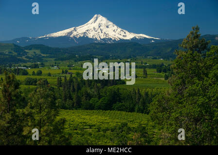 Mt Hood über Obstgärten, Panorama Point County Park, Columbia River Gorge National Scenic Area, Oregon Stockfoto