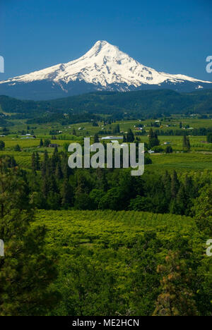 Mt Hood über Obstgärten, Panorama Point County Park, Columbia River Gorge National Scenic Area, Oregon Stockfoto