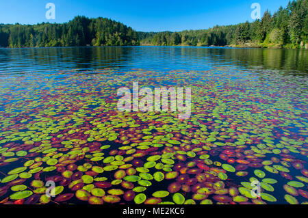 Seerosen auf Tahkenitch See, Oregon Dunes National Recreation Area, Oregon Stockfoto