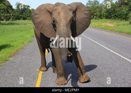 Afrikanische wilde Elefanten auf der Straße während einem game drive Safari in Botswana Chobe Nationalpark Stockfoto