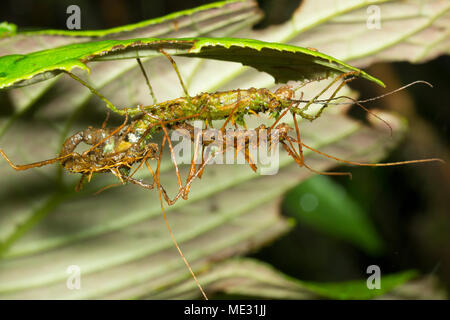 Spiny stick Insekten (Acanthoclonia sp.) der Paarung im Regenwald Unterwuchs in der Provinz Morona Santiago, Ecuador Stockfoto