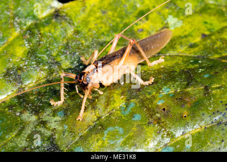 Räuberische bush Cricket im Regenwald Unterwuchs, Ecuador Stockfoto