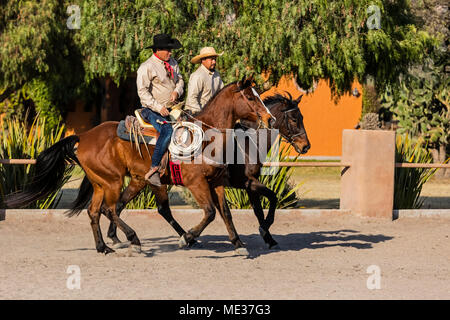 Ein caballeros reiten Pferde auf der Rancho DEL SOL DORADO - San Miguel de Allende, Mexiko Stockfoto