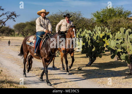 Ein caballeros reiten Pferde auf der Rancho DEL SOL DORADO - San Miguel de Allende, Mexiko Stockfoto