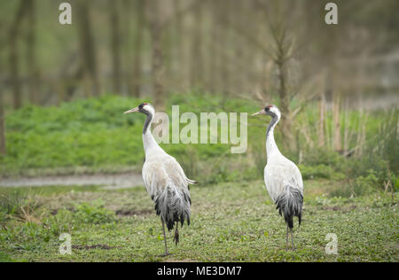 Kranich, Grus Grus, mittlere Feder auf der Sommerset Ebenen Stockfoto