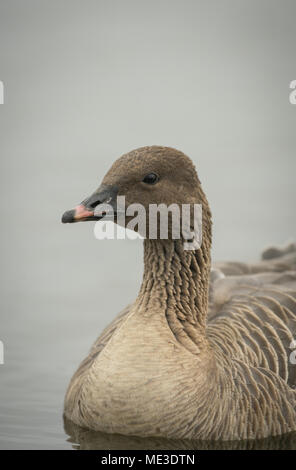 Rosa footed Goose, Anser brachyrhynchus, Kopf und portraitof neckspring auf einem Gloucestershire See Stockfoto