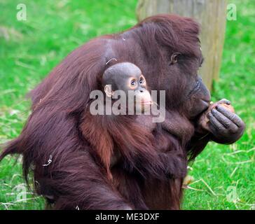 Bornesischen Orang-utan Baby mit Mutter Pongo pygmaeus Twycross Zoo GROSSBRITANNIEN Stockfoto