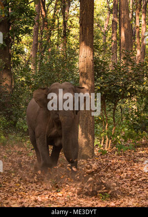 Elefanten im Wald von Indien Stockfoto
