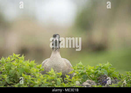 Rosa footed Goose, Anser brachyrhynchus, Fütterung auf kurze 7/8 Weideland am Rande eines Gloucestershire See Stockfoto