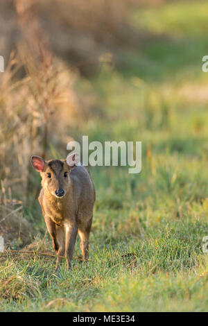 Rotwild, Muntjac Muntiacus, Fütterung am Rande eines groben Wiese, früher Frühling Morgen in Oxfordshire Stockfoto