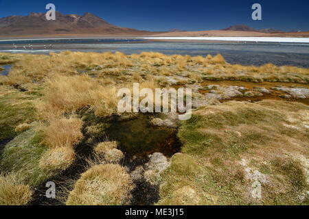 Laguna Canapa. Potosi Abteilung. Bolivien Stockfoto