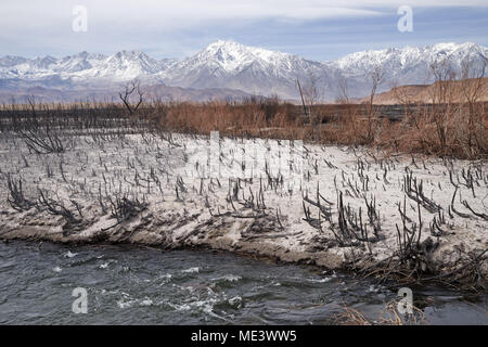 Bleibt nach dem Angenehmen Brand im Owens Valley verbrannt entlang der Owens River Stockfoto