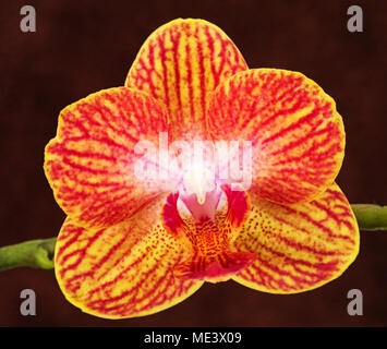 Gelb Rosa und Rot Phalaenopsis Orchidee auf braunem Hintergrund Stockfoto