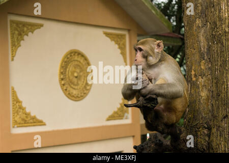 Eine wilde nach macaque Affen, am Mount Popa, sitzt auf einem Ast, ruhig, als ob Meditieren. ruht, Kühlen auf Stick. Burma, Myanmar Stockfoto